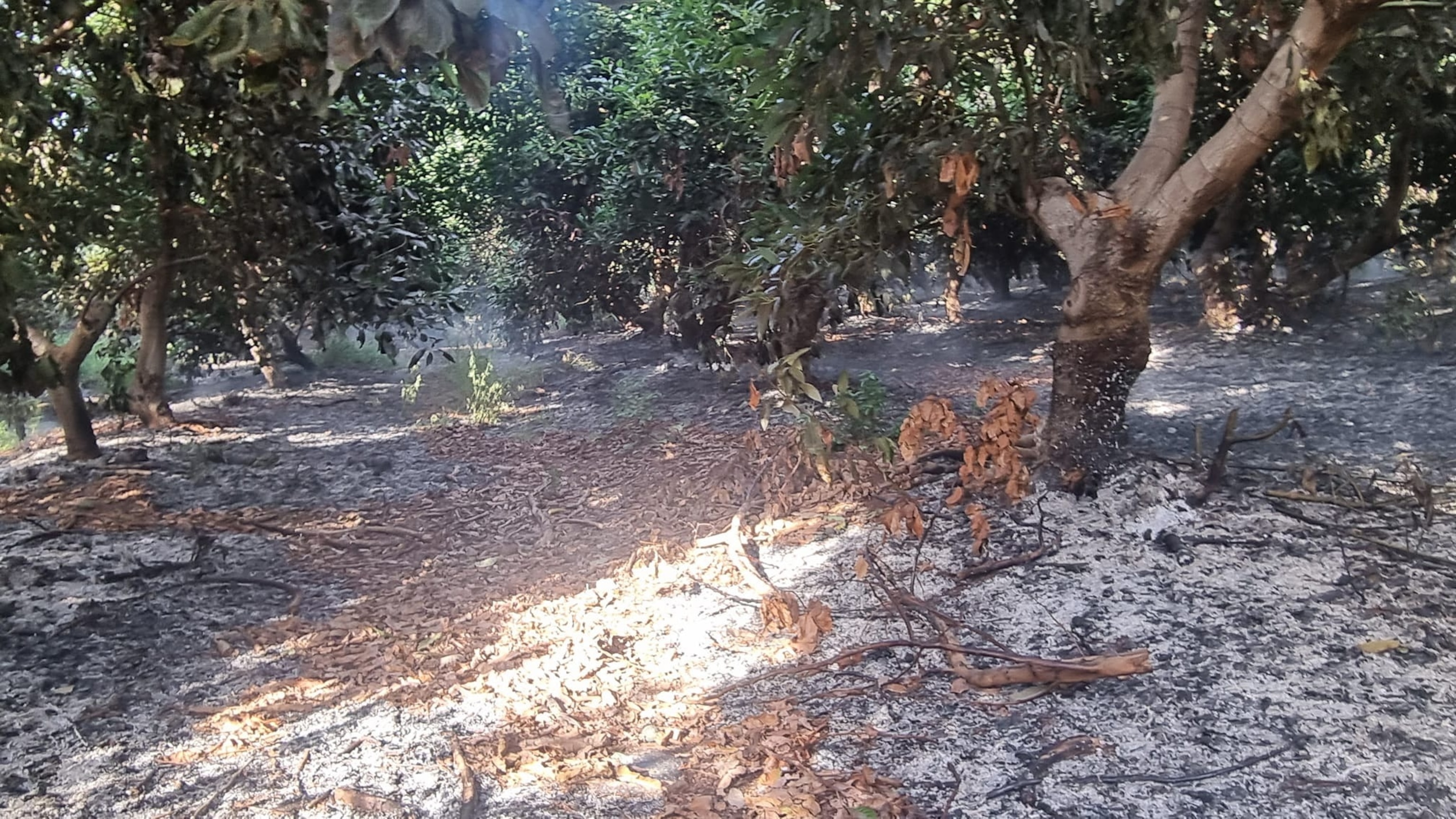 PHOTO: Farmer Ofer Moscovitz found part of the Kibbutz Misgav Am avocado orchard in northern Israel burned shortly after the war began. The avocado orchard is seen on Oct. 22, 2023.