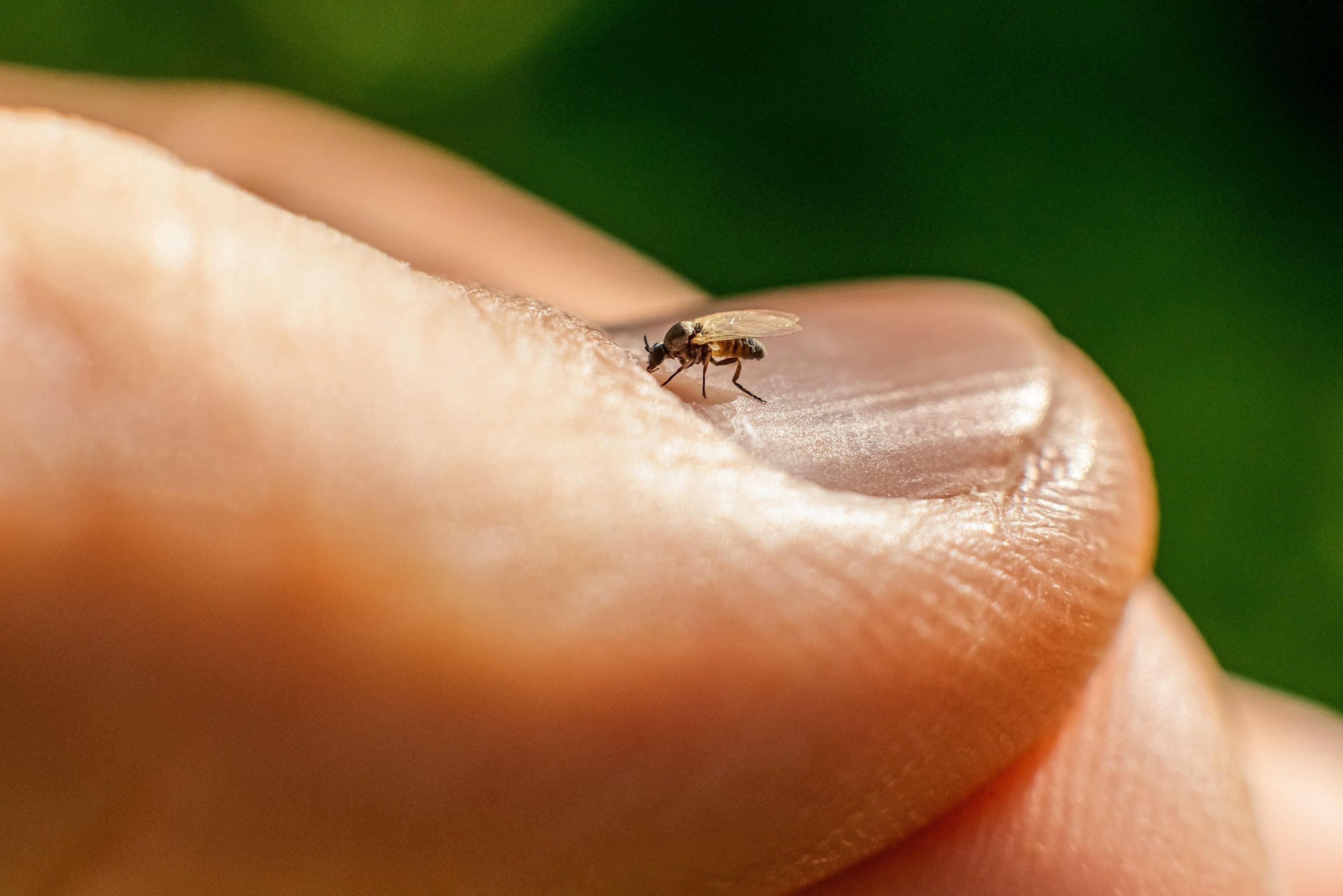 PHOTO: Stock photo of a biting midge.