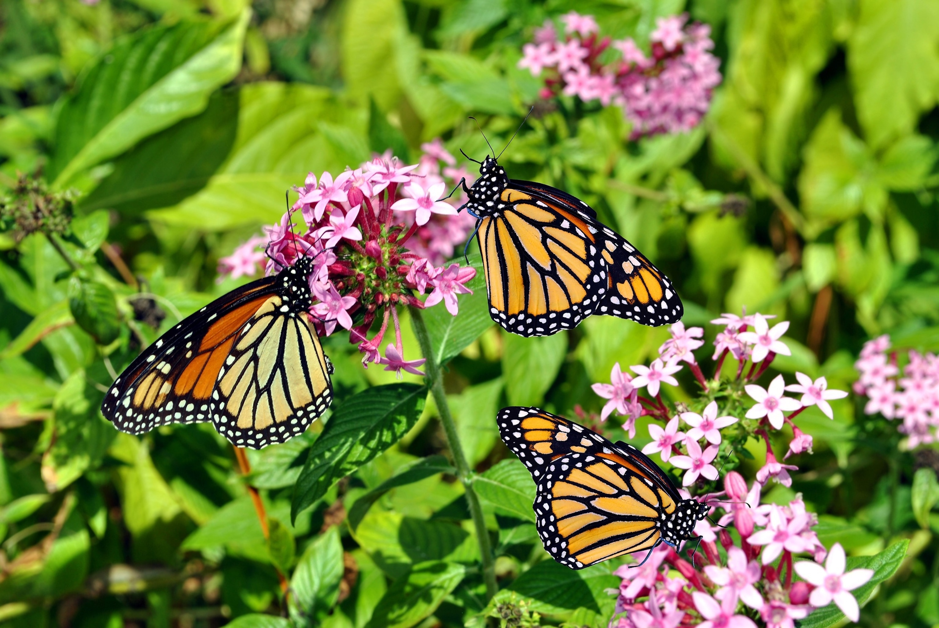 PHOTO: Undated stock photo of monarch butterflies