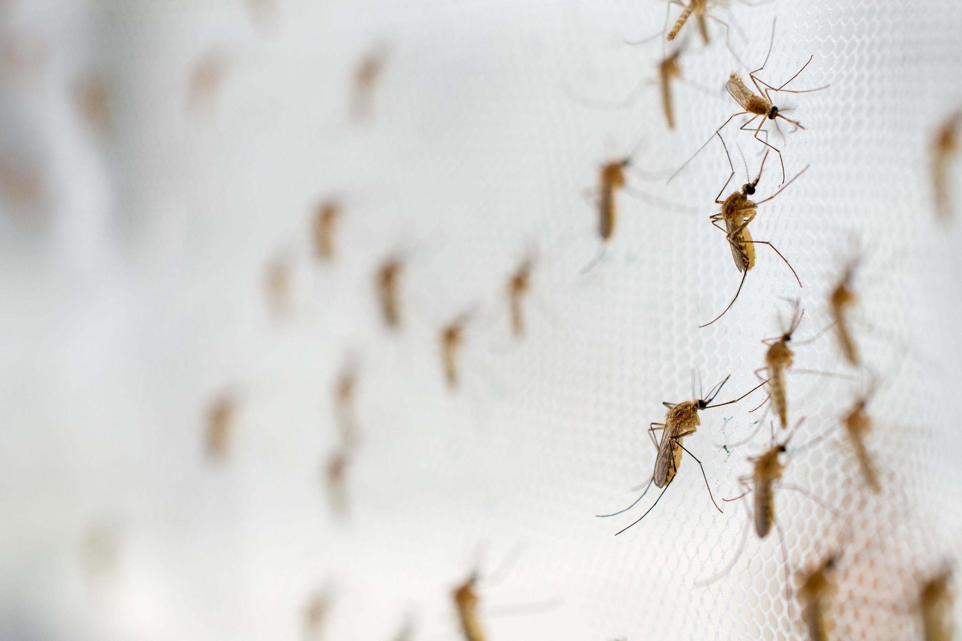 PHOTO: Undated stock photo of a mosquito swarm