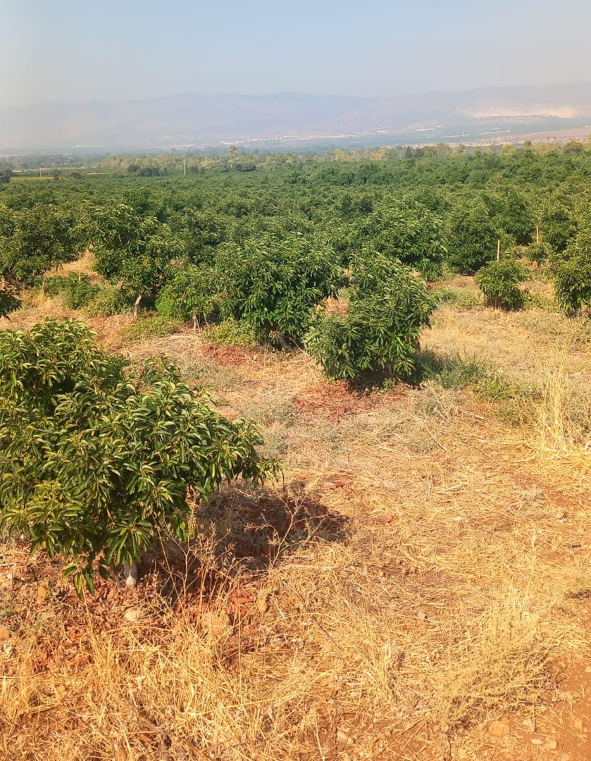 PHOTO: Lior Shelef planted a new orchard in Kibbutz Snir, which is close to the Israel-Lebanon border.