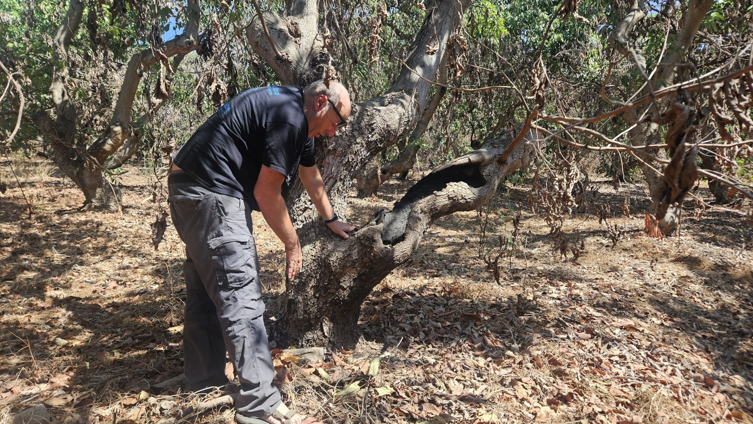 PHOTO: Ofer Moscovitz, a farmer from Kibbutz Misgav Am, works in the avocado orchard, which is close to the Israel-Lebanon border. The avocado orchard seen here on Aug. 12, 2024.